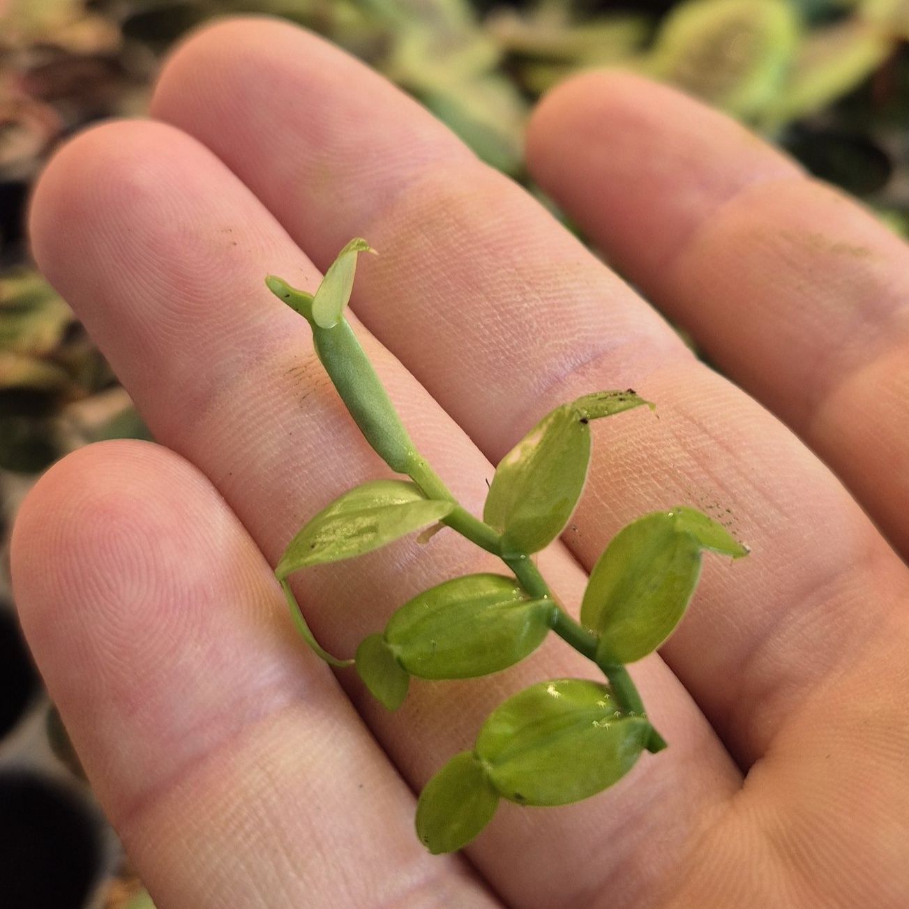 Pothos chinensis
